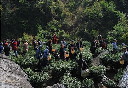 天方茶業(yè)與您相約霧裡青故裡