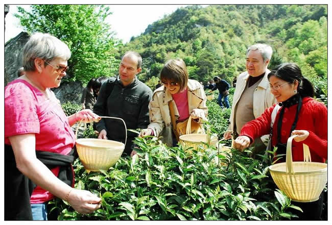 銀獎(jiǎng)  丁長(zhǎng)傑《“這才是真正的生態(tài)茶”》