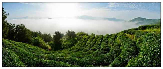 銅獎(jiǎng)  宛百裡《高山雲霧茶》