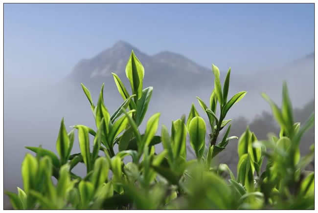 優(yōu)秀獎(jiǎng)  範建成《茶香天育霧裡青》