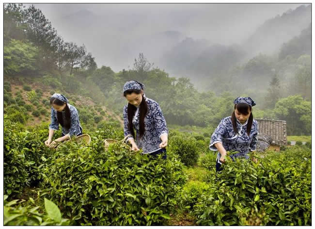優(yōu)秀獎(jiǎng)  方紅兵《霧裡採青》
