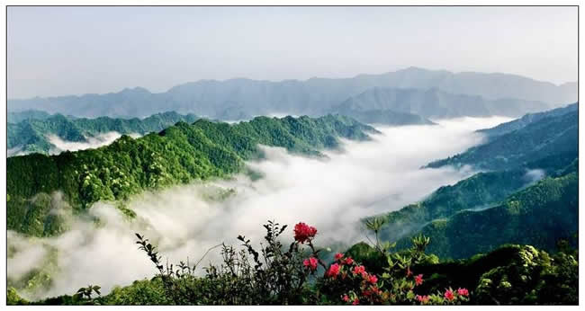 優(yōu)秀獎(jiǎng)  劉養(yǎng)正《山裡紅 》