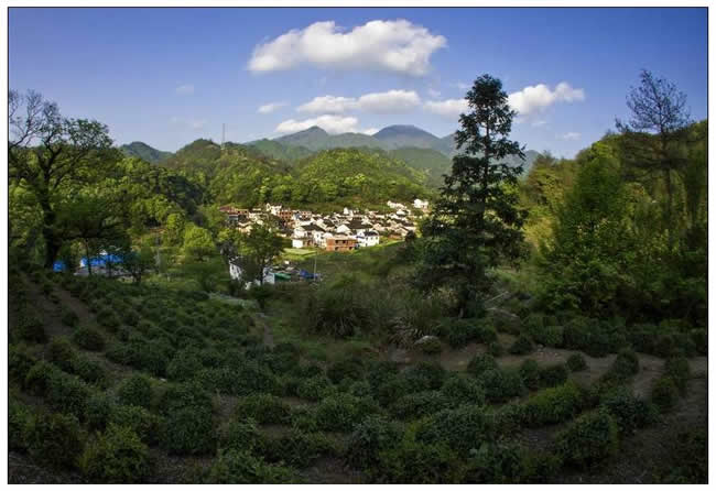優(yōu)秀獎(jiǎng)  束從餘《富硒茶鄉(xiāng)大山村 》