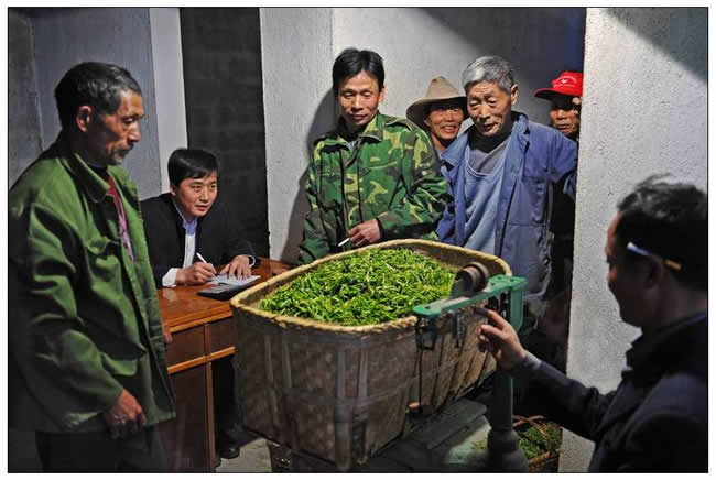 優(yōu)秀獎(jiǎng)  朱瑋《春山焙茶忙》組照