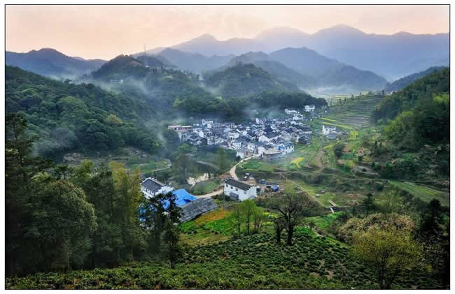 優(yōu)秀獎(jiǎng)  朱瑋《富硒野茶地氣湧》